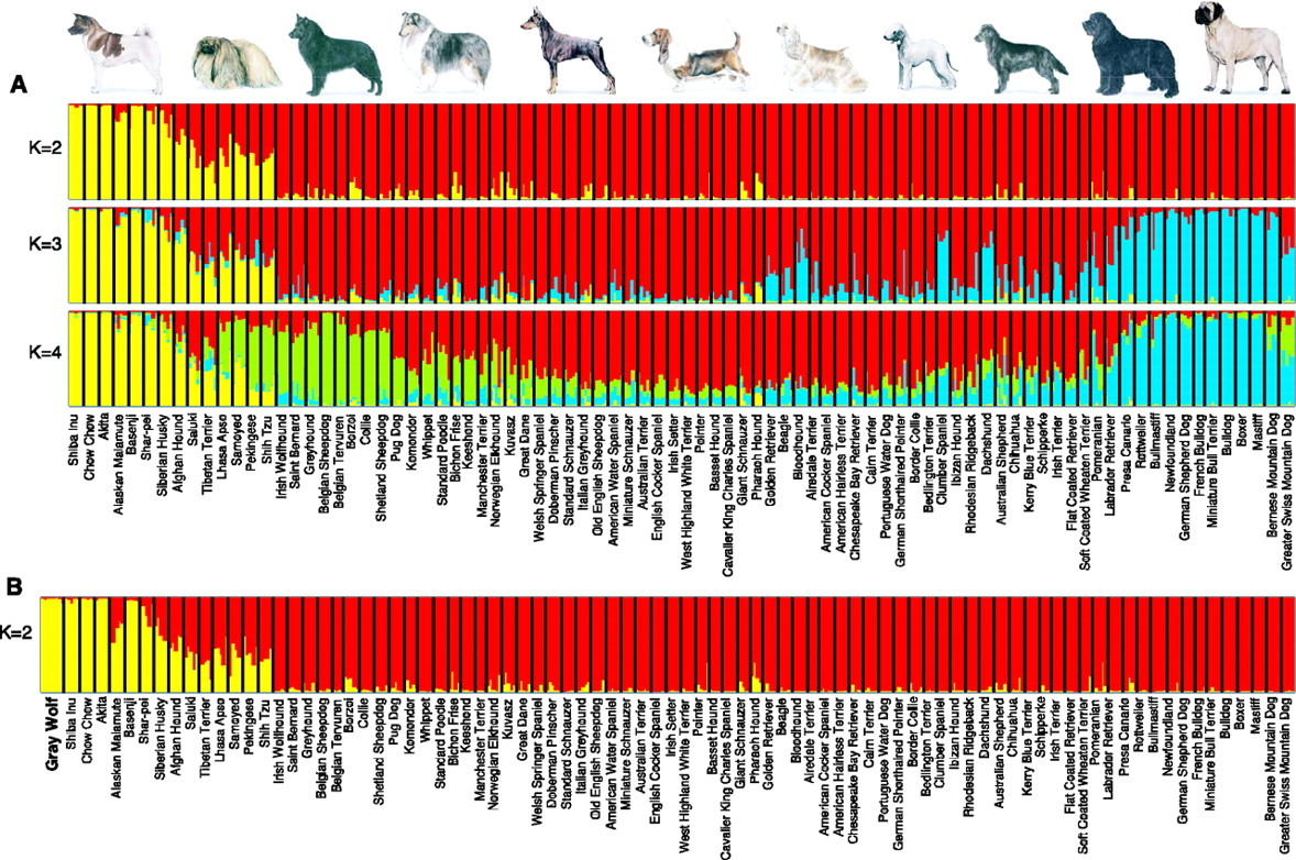 Are Dog Size And Intelligence Linked Dataset By Sharon Data world